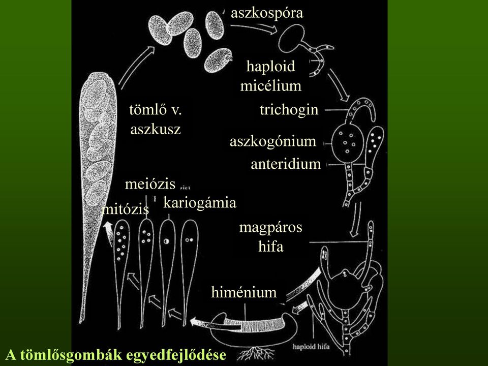 haploid micélium trichogin aszkogónium