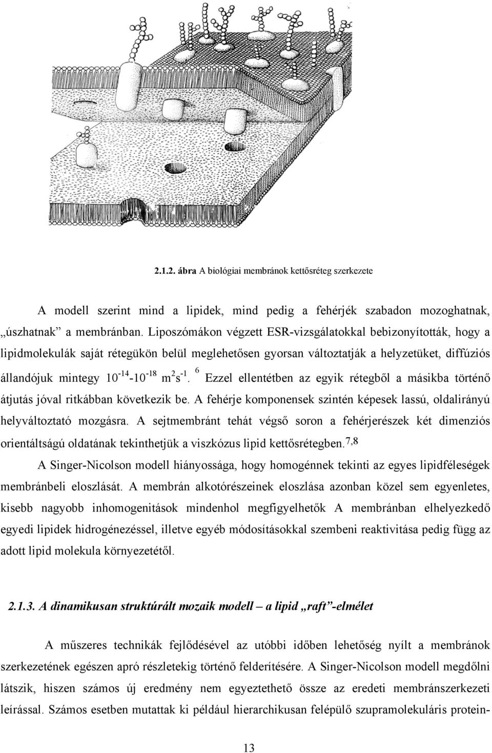 -1. 6 Ezzel ellentétben az egyik rétegből a másikba történő átjutás jóval ritkábban következik be. A fehérje komponensek szintén képesek lassú, oldalirányú helyváltoztató mozgásra.
