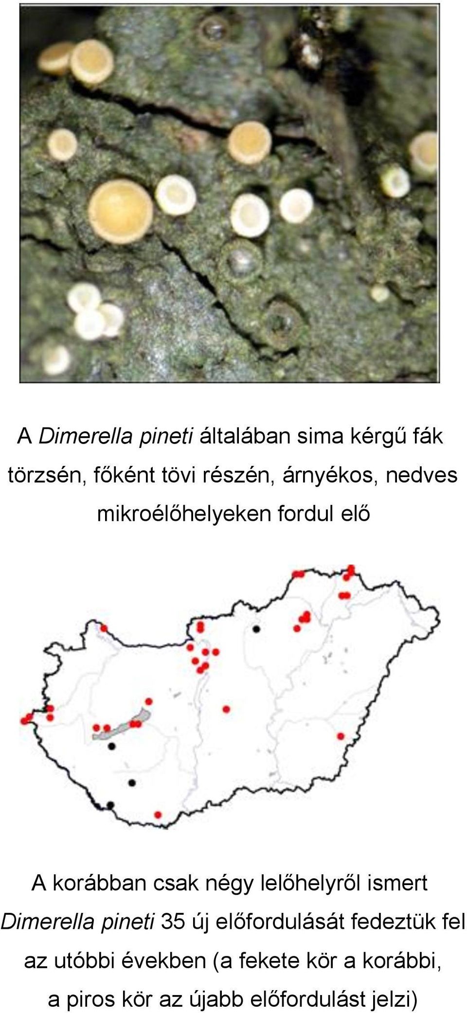 lelőhelyről ismert Dimerella pineti 35 új előfordulását fedeztük fel az