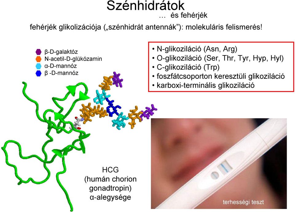 β-d-galaktóz N-acetil-D-glükózamin α-d-mannóz β -D-mannóz N-glikoziláció (Asn, Arg)