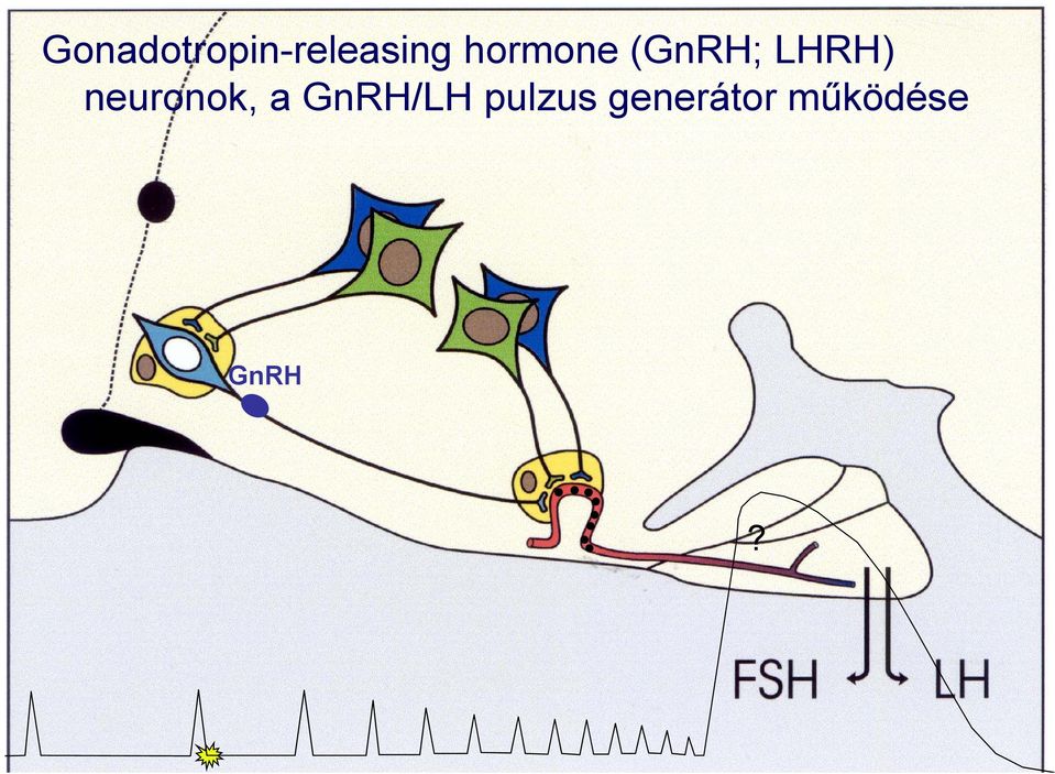 neuronok, a GnRH/LH