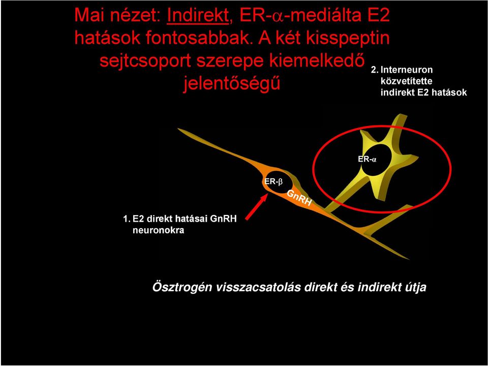 Interneuron közvetítette indirekt E2 hatások ER-α ER- 1.