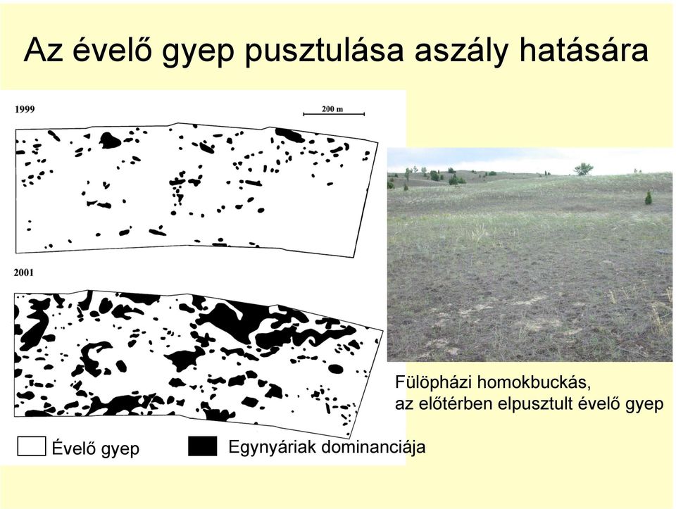 az előtérben elpusztult évelő