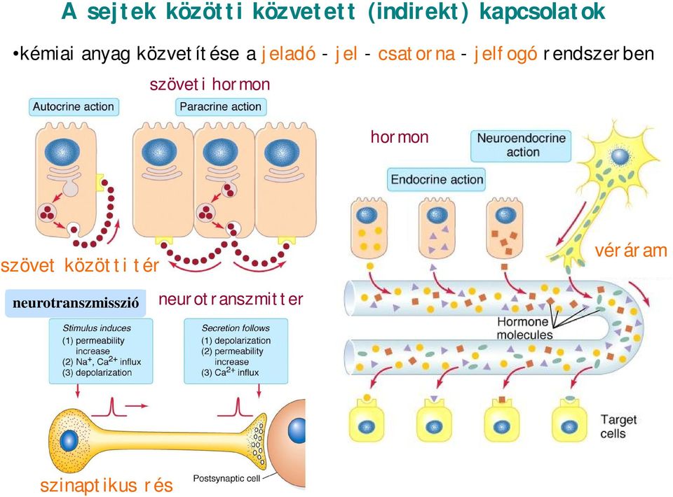 jelfogó rendszerben szöveti hormon hormon szövet