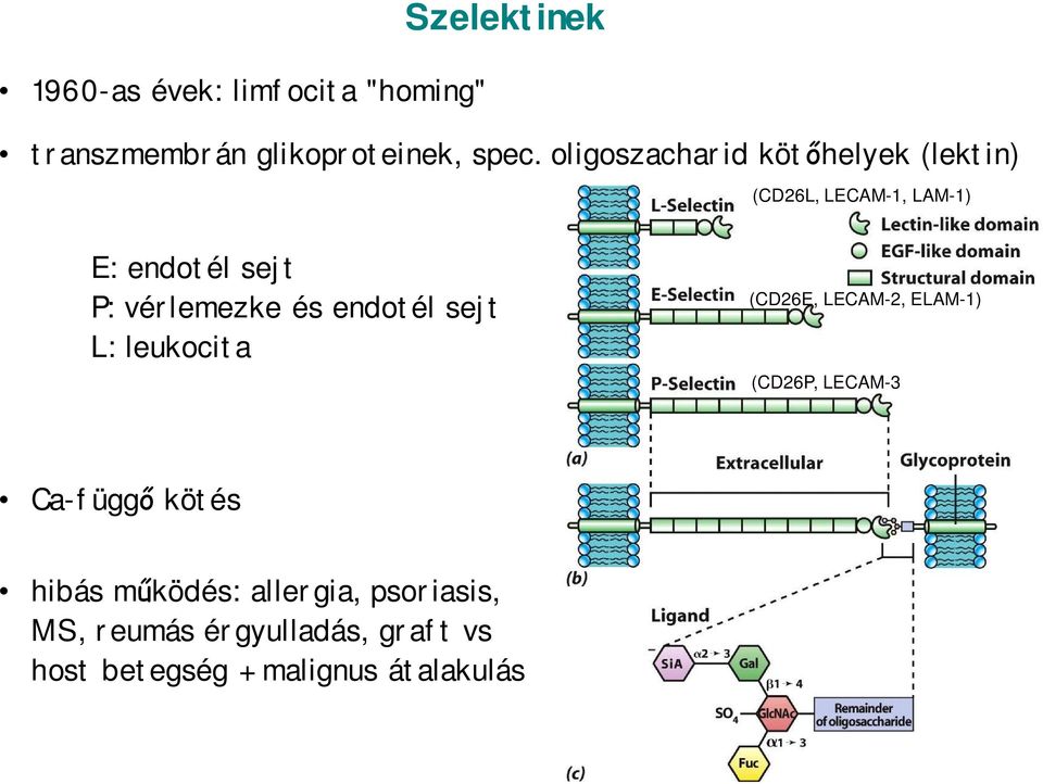 és endotél sejt L: leukocita (CD26E, LECAM-2, ELAM-1) (CD26P, LECAM-3 Ca-függő kötés