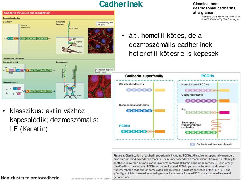 cadherinek heterofil kötésre is