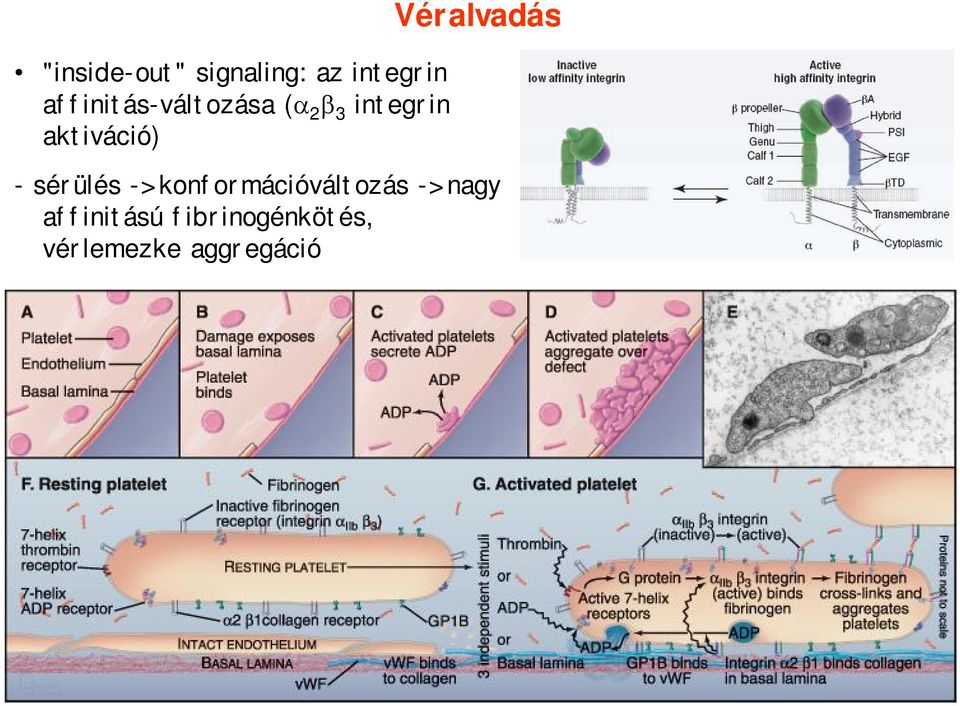 aktiváció) Véralvadás - sérülés ->