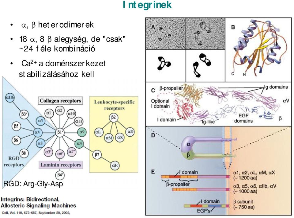 kombináció Ca 2+ a doménszerkezet