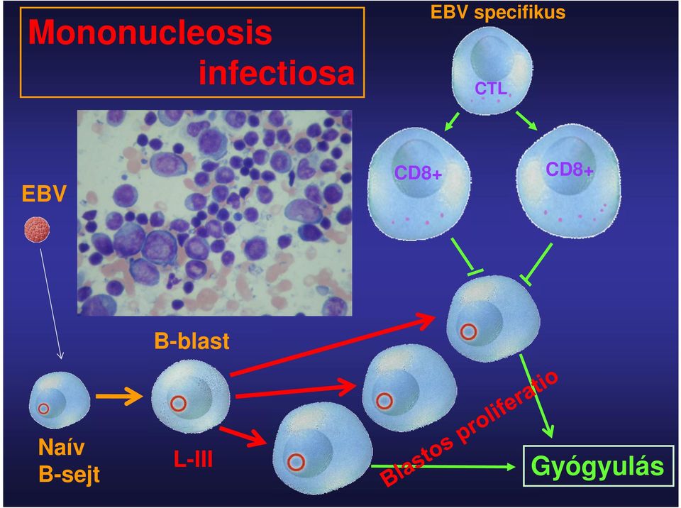 specifikus CTL EBV CD8+