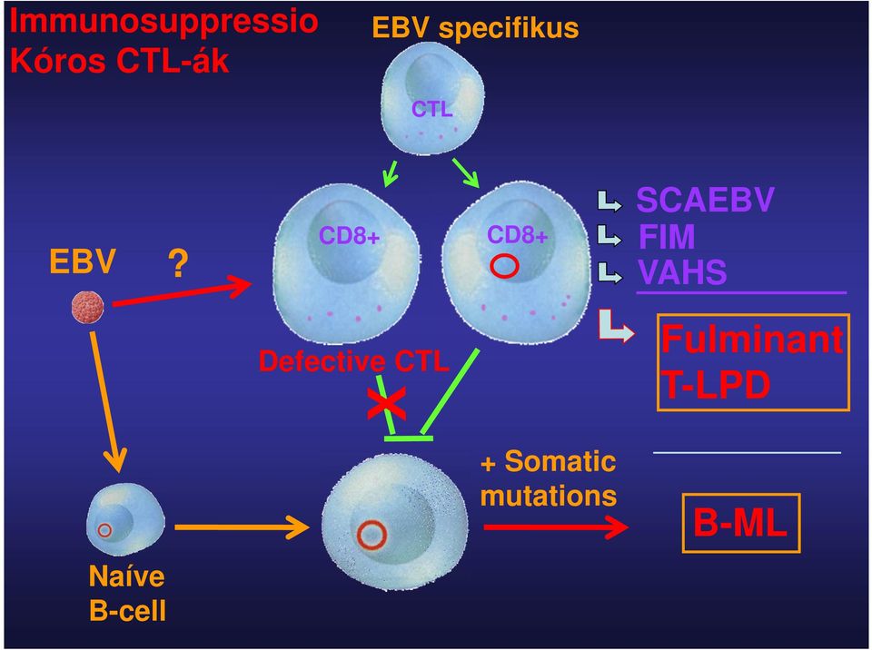 CD8+ CD8+ SCAEBV FIM VAHS Defective