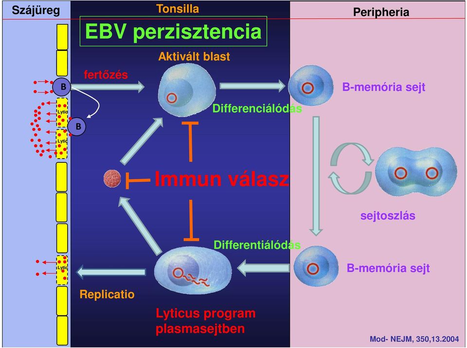 Immun válasz sejtoszlás Differentiálódás Lytic B-memória