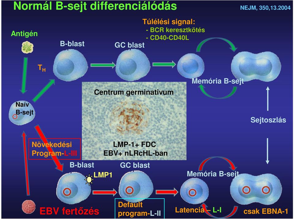 Memória B-sejt Centrum germinativum Naív B-sejt Sejtoszlás Növekedési Program-L-III