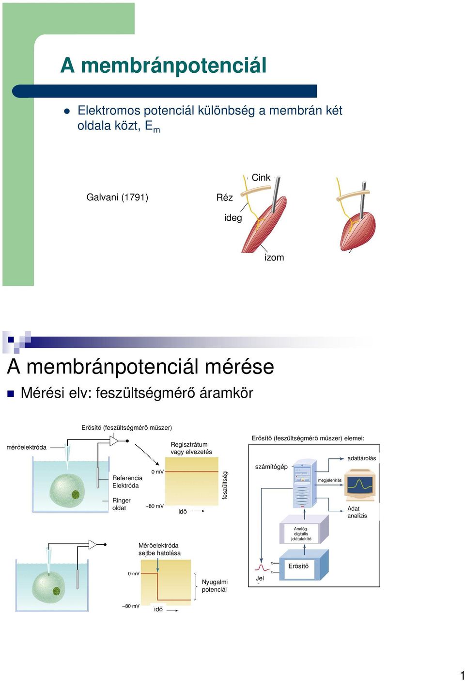 A membránpotenciál. A membránpotenciál mérése - PDF Ingyenes letöltés