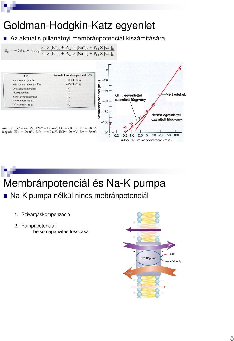 számított függvény Külső kálium koncentráció (mm) Membránpotenciál és Na-K pumpa Na-K pumpa