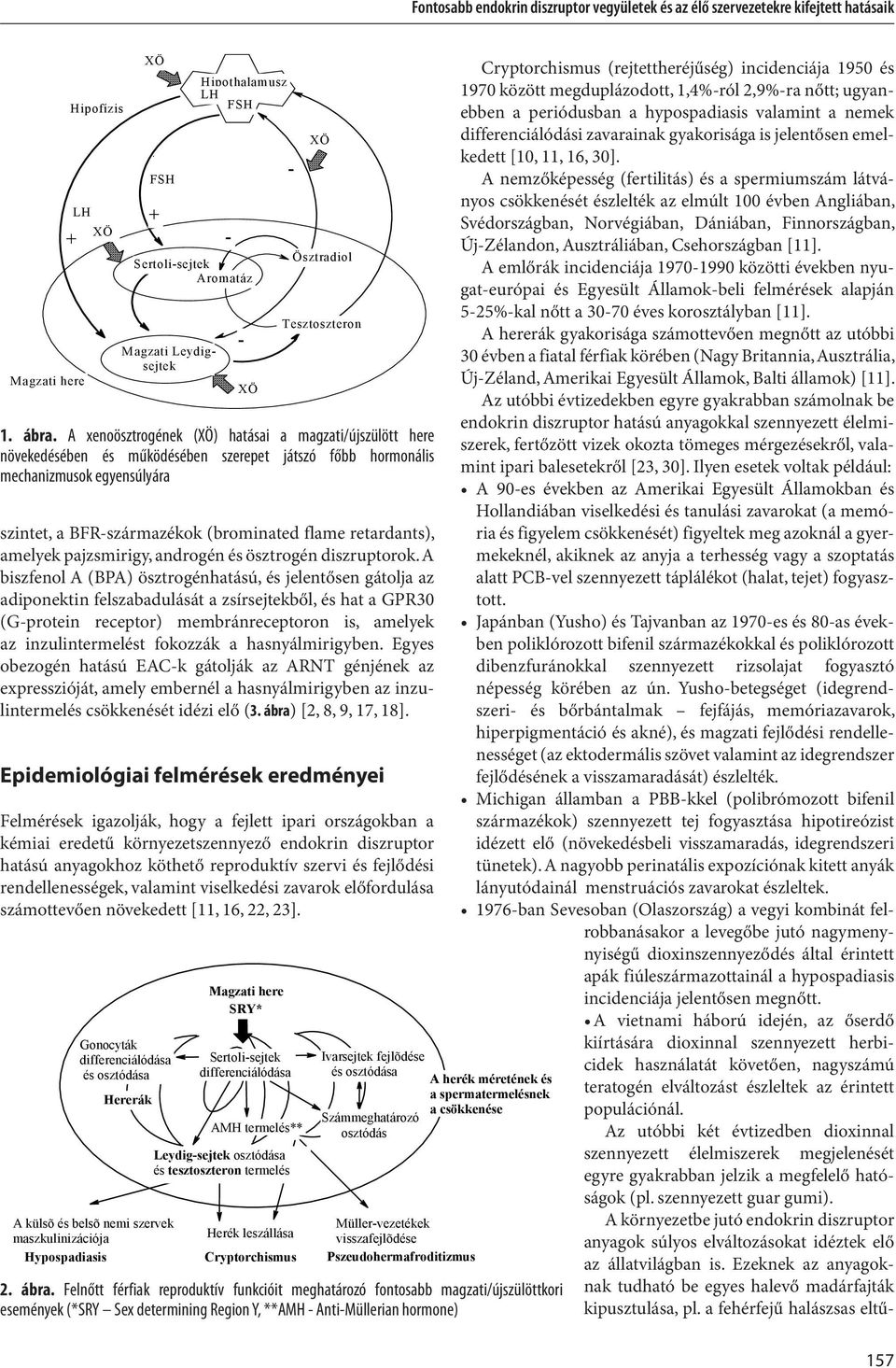 A xenoösztrogének (Ö) ai a magzati/újszülött here növekedésében és működésében szerepet játszó főbb hormonális mechanizmusok egyensúlyára szintet, a BFR-származékok (brominated flame retardants),