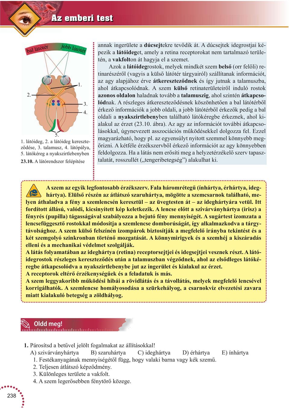 A dúcsejtek idegrostjai képezik a látóideget, amely a retina receptorokat nem tartalmazó területén, a vakfolton át hagyja el a szemet.