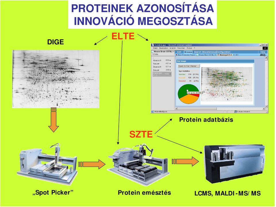 Protein adatbázis SZTE Spot