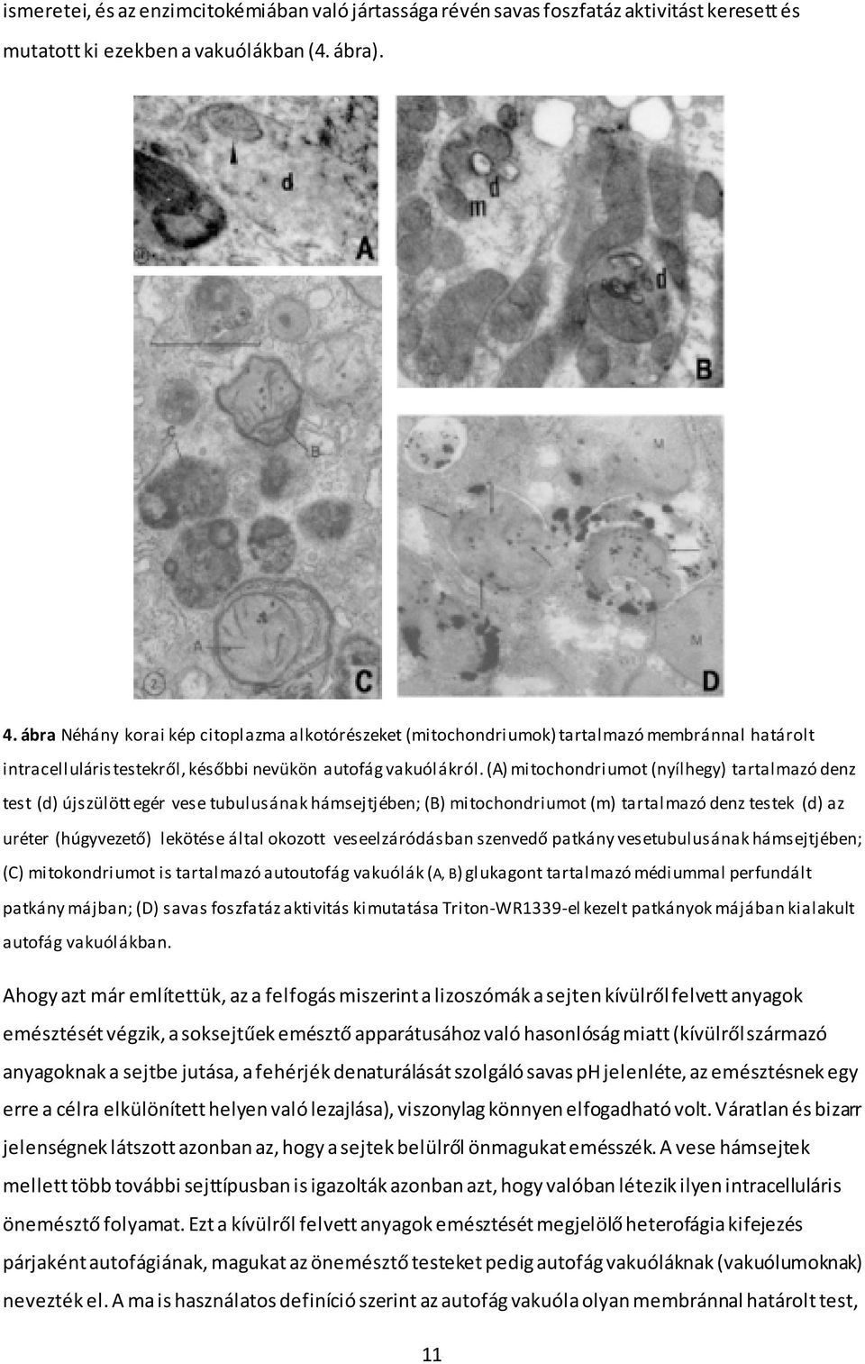 (A) mitochondriumot (nyílhegy) tartalmazó denz test (d) újszülött egér vese tubulusának hámsejtjében; (B) mitochondriumot (m) tartalmazó denz testek (d) az uréter (húgyvezető) lekötése által okozott