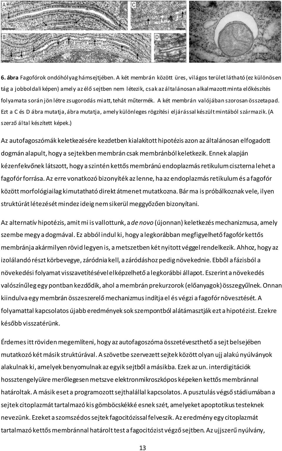 zsugorodás miatt, tehát műtermék. A két membrán valójában szorosan összetapad. Ezt a C és D ábra mutatja, ábra mutatja, amely különleges rögzítési eljárással készült mintából származik.