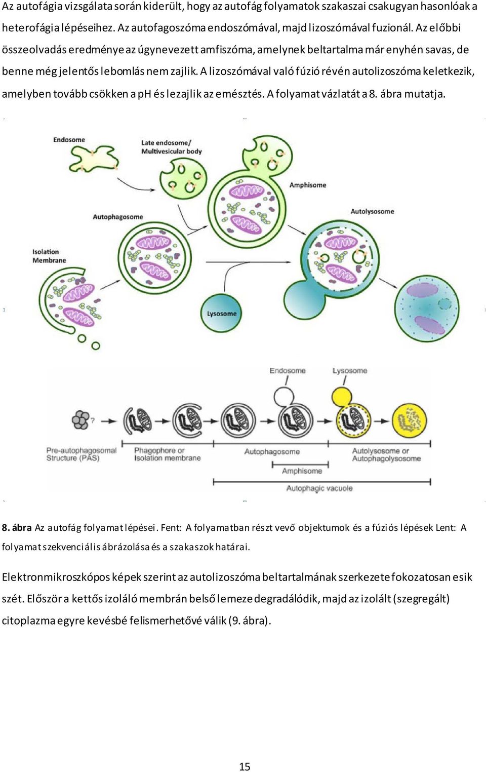 A lizoszómával való fúzió révén autolizoszóma keletkezik, amelyben tovább csökken a ph és lezajlik az emésztés. A folyamat vázlatát a 8. ábra mutatja. 8. ábra Az autofág folyamat lépései.