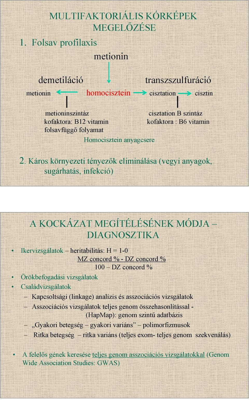 folyamat Homocisztein anyagcsere 2.