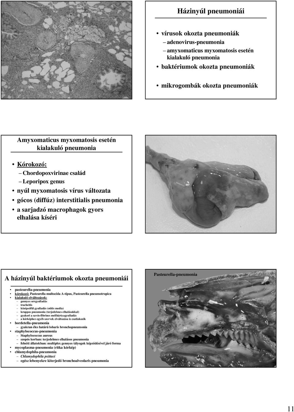 kíséri A házinyúl baktériumok okozta pneumoniái pasteurella-pneumonia kórokozó: Pasteurella multocida A-típus, Pasteurella pneumotropica kialakuló elváltozások: Pasteurella-pneumonia gennyes