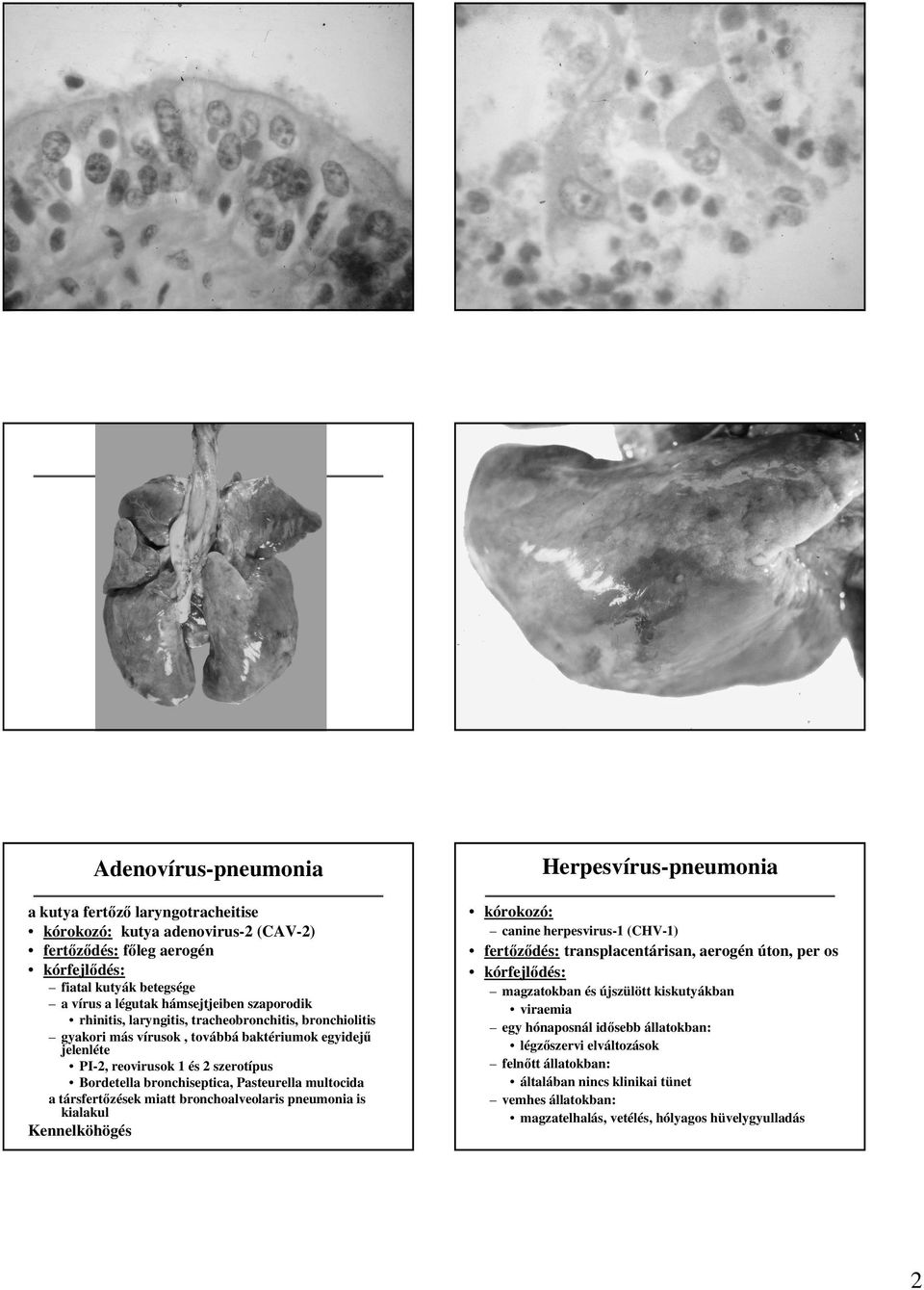 a társfertızések miatt bronchoalveolaris pneumonia is kialakul Kennelköhögés Herpesvírus-pneumonia kórokozó: canine herpesvirus-1 (CHV-1) fertızıdés: transplacentárisan, aerogén úton, per os