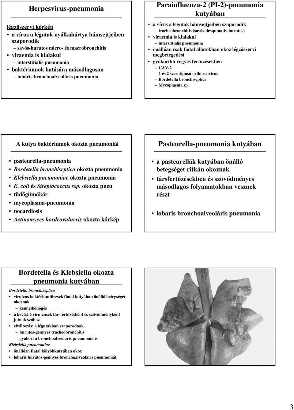 kialakul interstitialis pneumonia önállóan csak fiatal állatokban okoz légzıszervi megbetegedést gyakoribb vegyes fertızésekben CAV-2 1 és 2 szerotípusú orthoreovirus Bordetella bronchiseptica