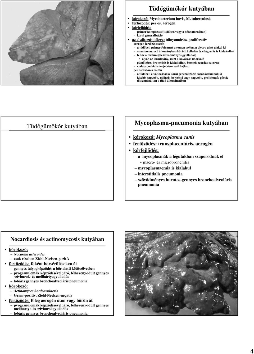 tüdıbeli primer folyamat a tompa szélen, a pleura alatt alakul ki a szalonnaszerő állományban körülírt elhalás és ellágyulás is kialakulhat feltör a mellüregbe (izzadmányos gyulladás) olyan az