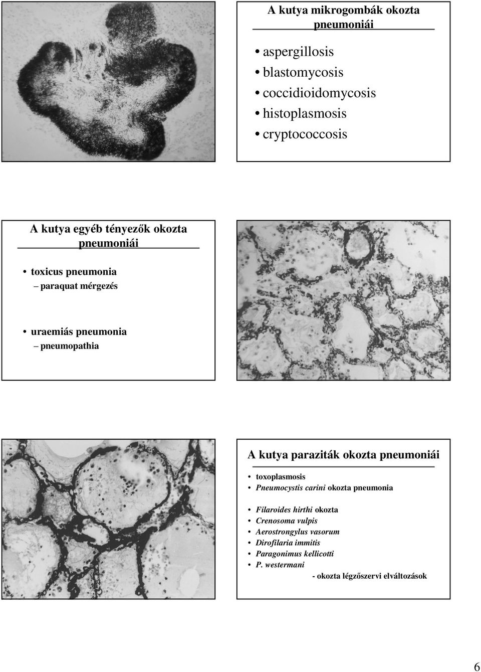 paraziták okozta pneumoniái toxoplasmosis Pneumocystis carini okozta pneumonia Filaroides hirthi okozta Crenosoma