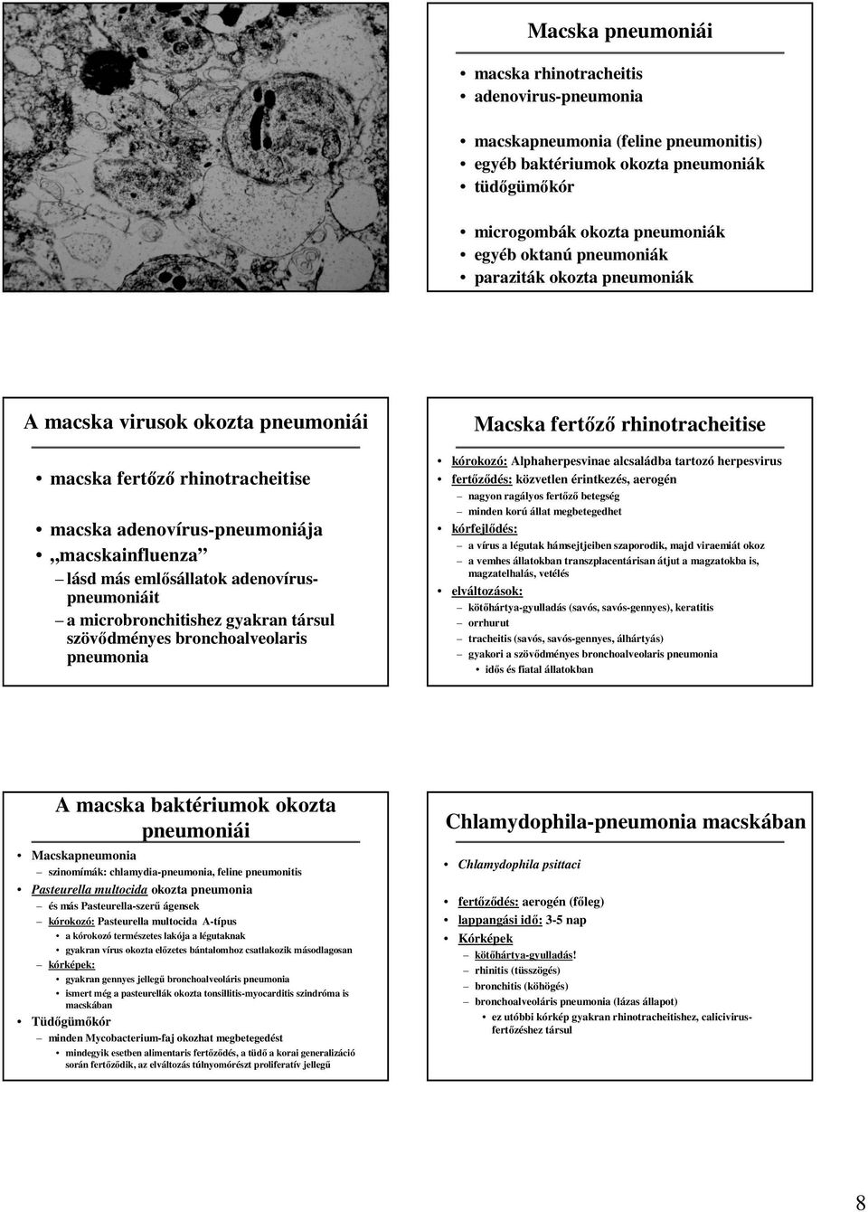 microbronchitishez gyakran társul szövıdményes bronchoalveolaris pneumonia Macska fertızı rhinotracheitise kórokozó: Alphaherpesvinae alcsaládba tartozó herpesvirus fertızıdés: közvetlen érintkezés,