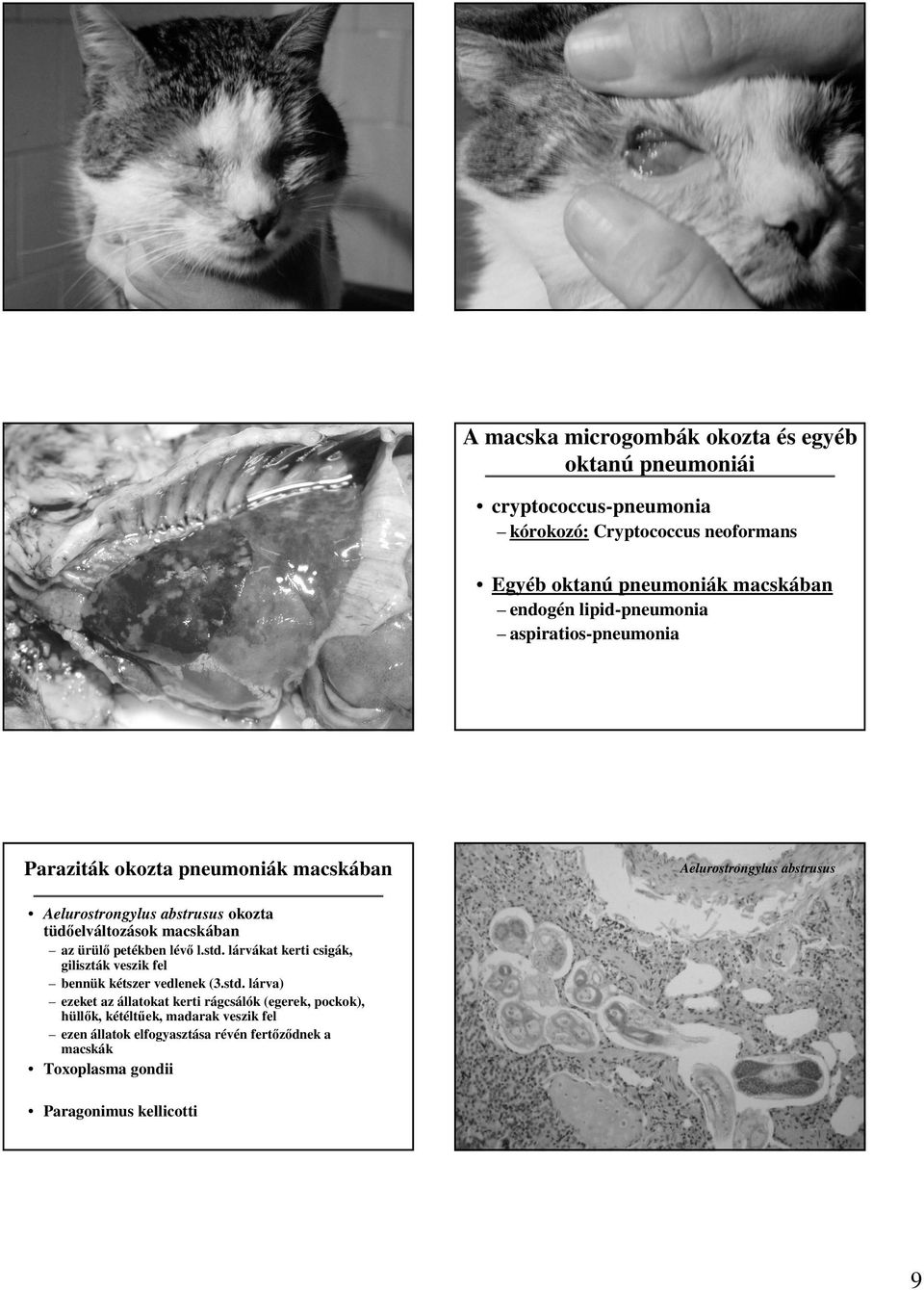 A kutya vírus okozta tüdıgyulladásai. Szopornyica során kialakuló  pneumonia. Szopornyica Adeno Herpes Parinfluenza 2 - PDF Ingyenes letöltés