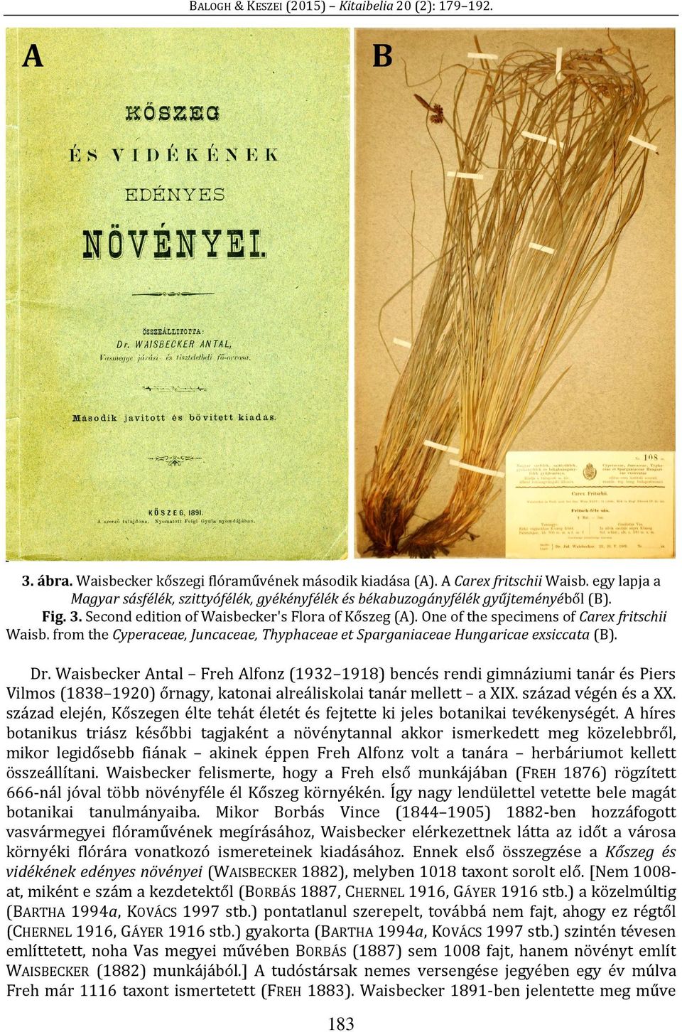 One of the specimens of Carex fritschii Waisb. from the Cyperaceae, Juncaceae, Thyphaceae et Sparganiaceae Hungaricae exsiccata (B). Dr.