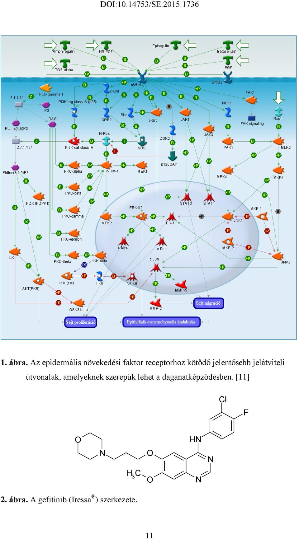 jelentősebb jelátviteli útvonalak, amelyeknek szerepük