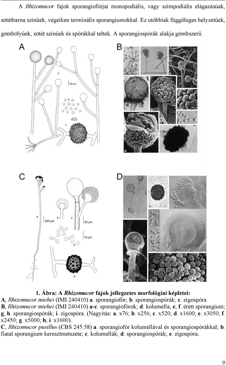 Ábra: A Rhizomucor fajok jellegzetes morfológiai képletei: A, Rhizomucor miehei (IMI 240410) a. sporangiofór; b. sporangiospórák; c. zigospóra B, Rhizomucor miehei (IMI 240410) a-c. sporangiofórok; d.