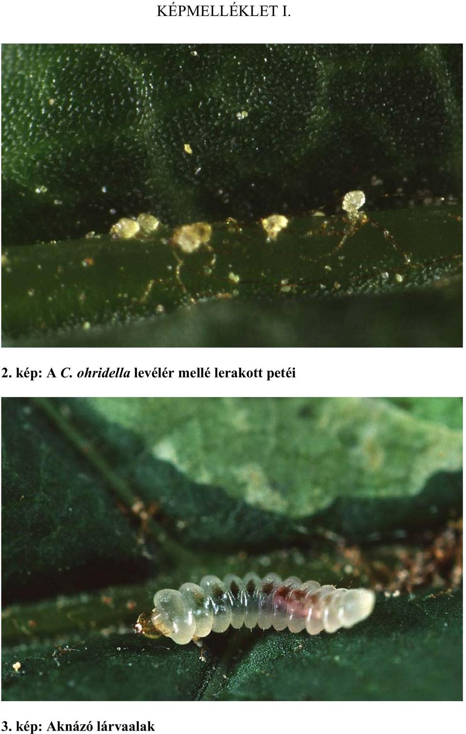 ohridella levélér