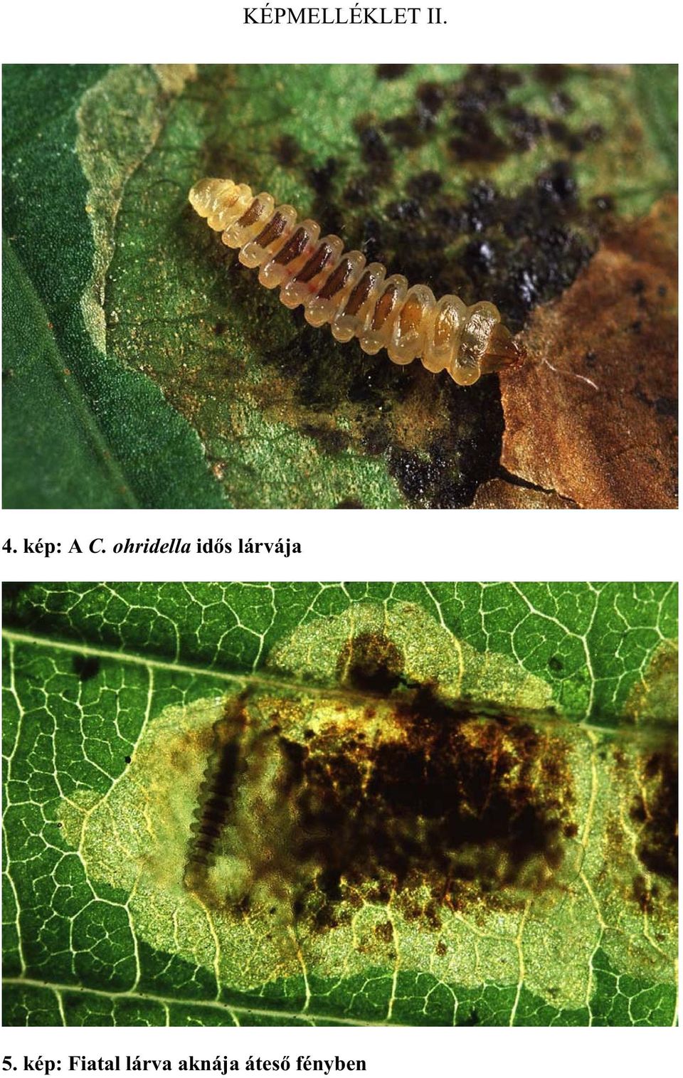 ohridella id s lárvája