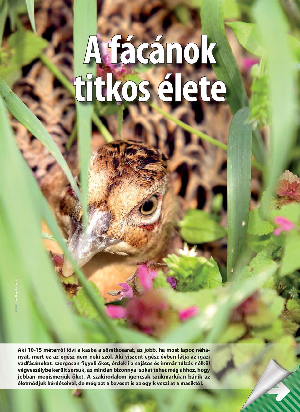 Aki viszont egész évben látja az igazi vadfácánokat, szorgosan figyeli őket, érdekli a sajátos és immár túlzás nélkül végveszélybe került
