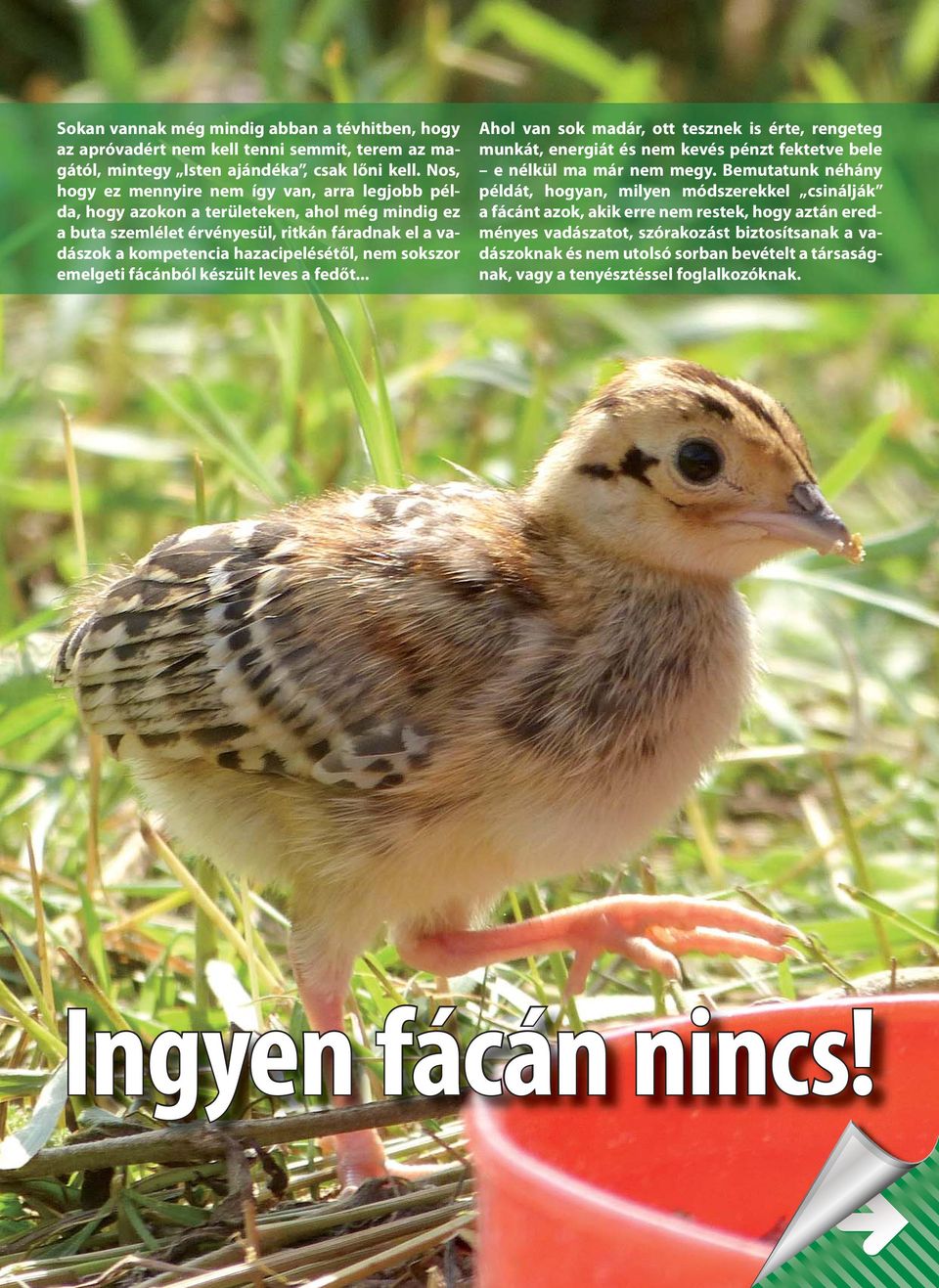 sokszor emelgeti fácánból készült leves a fedőt... Ahol van sok madár, ott tesznek is érte, rengeteg munkát, energiát és nem kevés pénzt fektetve bele e nélkül ma már nem megy.