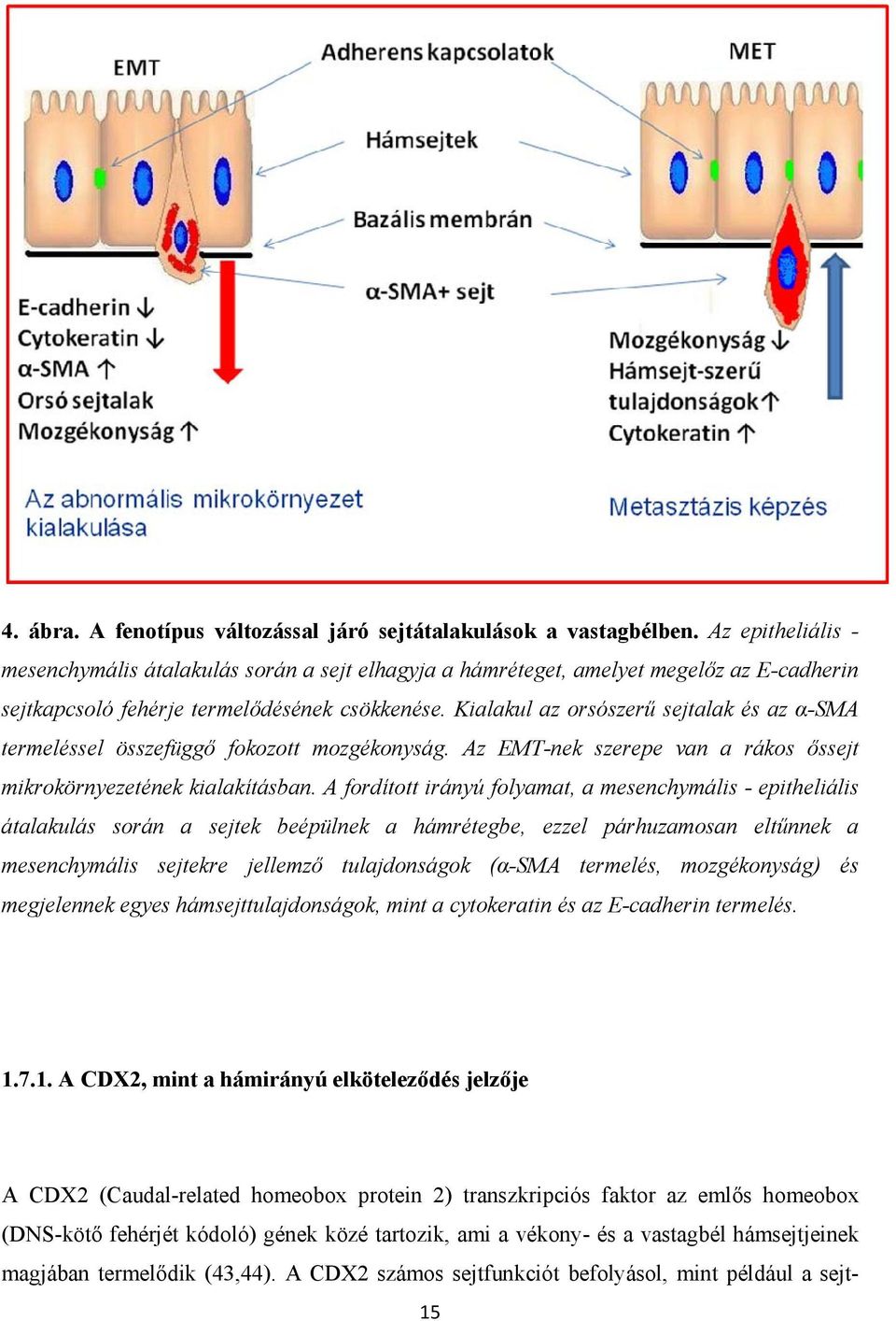 Kialakul az orsószerű sejtalak és az α-sma termeléssel összefüggő fokozott mozgékonyság. Az EMT-nek szerepe van a rákos őssejt mikrokörnyezetének kialakításban.