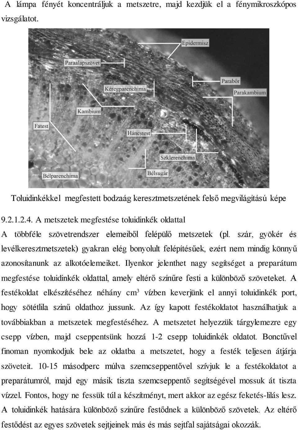 szár, gyökér és levélkeresztmetszetek) gyakran elég bonyolult felépítésűek, ezért nem mindig könnyű azonosítanunk az alkotóelemeiket.