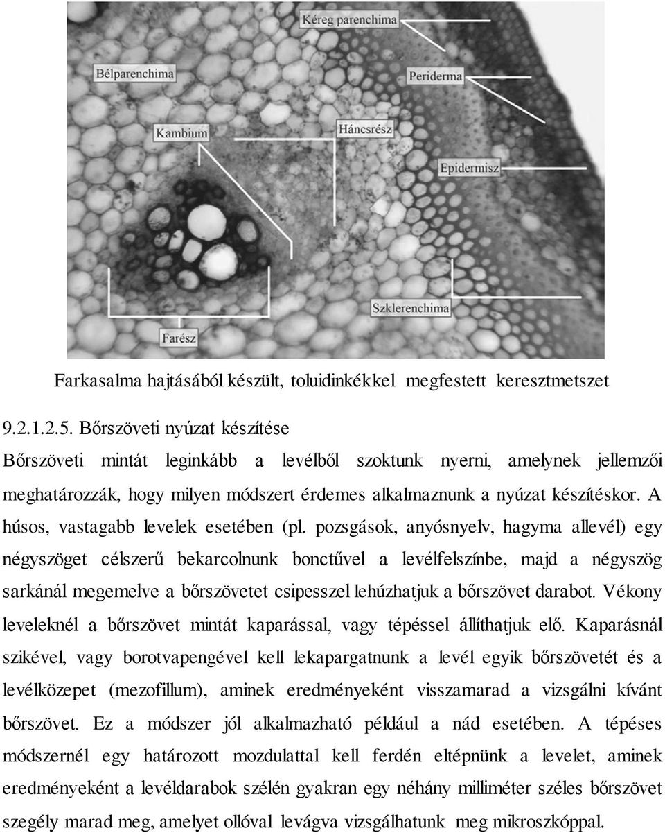A húsos, vastagabb levelek esetében (pl.