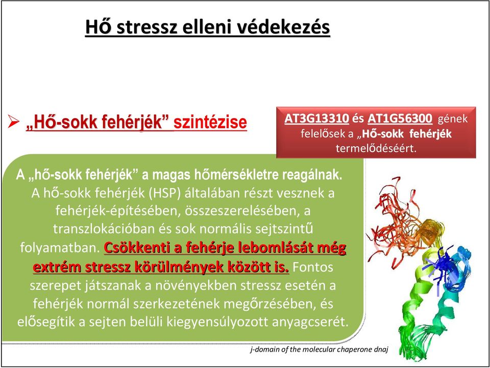 A hő-sokk fehérjék (HSP) általában részt vesznek a fehérjék-építésében, összeszerelésében, a transzlokációban és sok normális sejtszintű folyamatban.