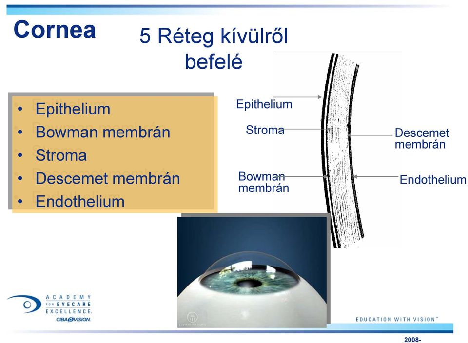 Descemet membrán Endothelium