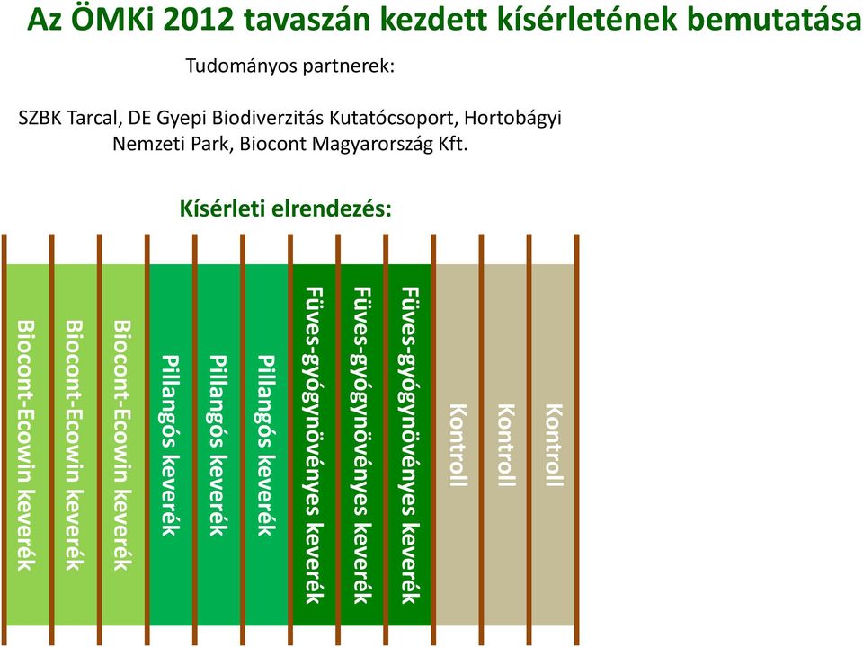 Kísérleti elrendezés: Kontroll Kontroll Kontroll Füves-gyógynövényes keverék Füves-gyógynövényes keverék