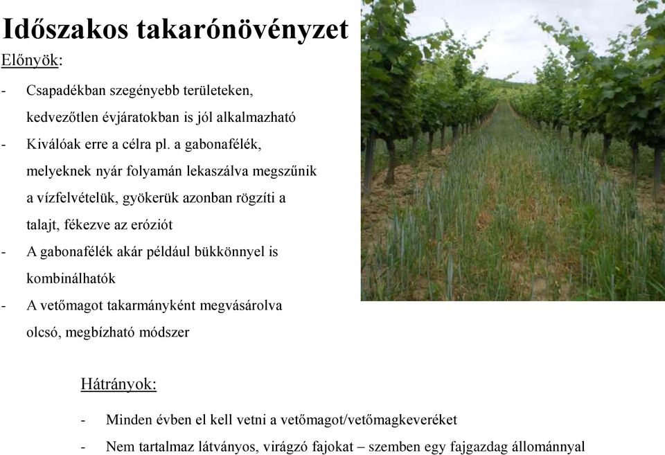 a gabonafélék, melyeknek nyár folyamán lekaszálva megszűnik a vízfelvételük, gyökerük azonban rögzíti a talajt, fékezve az eróziót - A