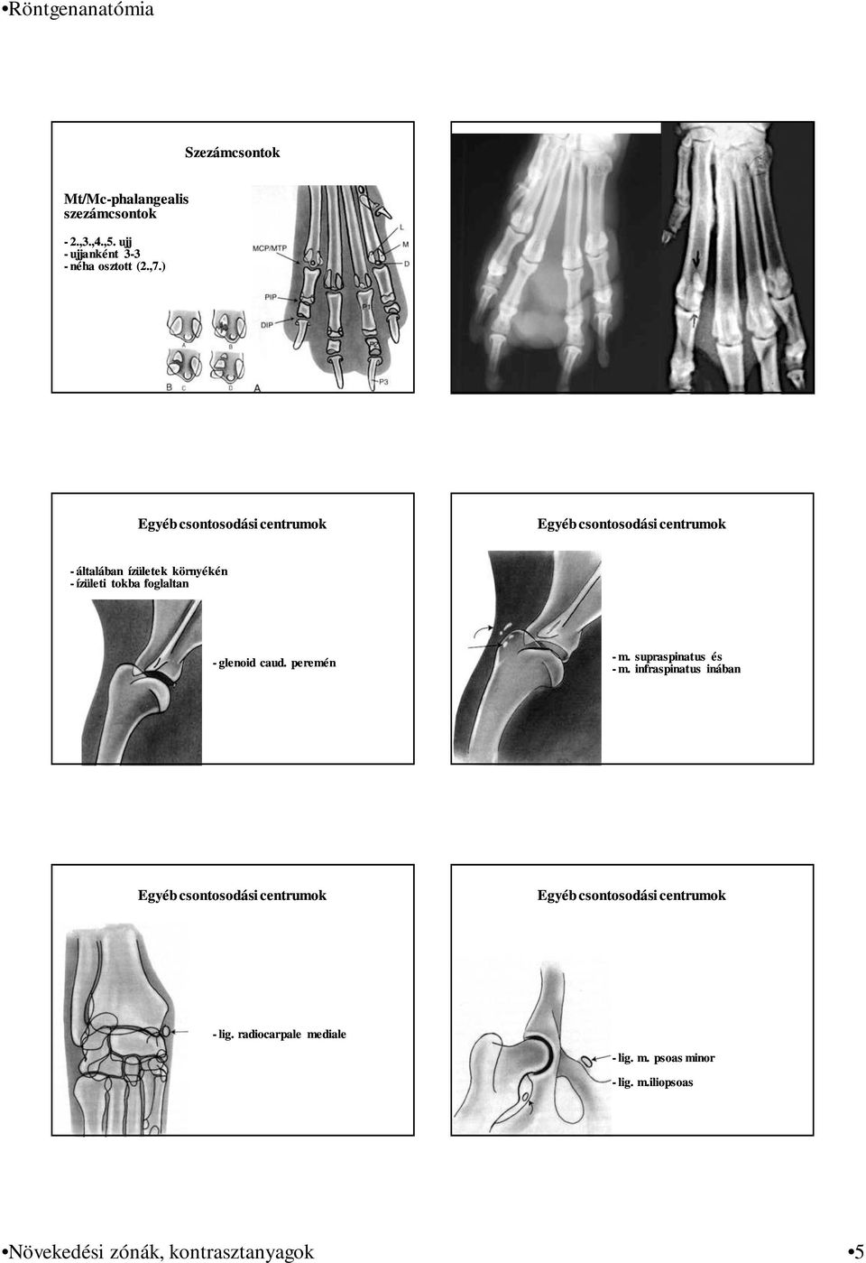 foglaltan - glenoid caud. peremén -m. supraspinatus és -m.