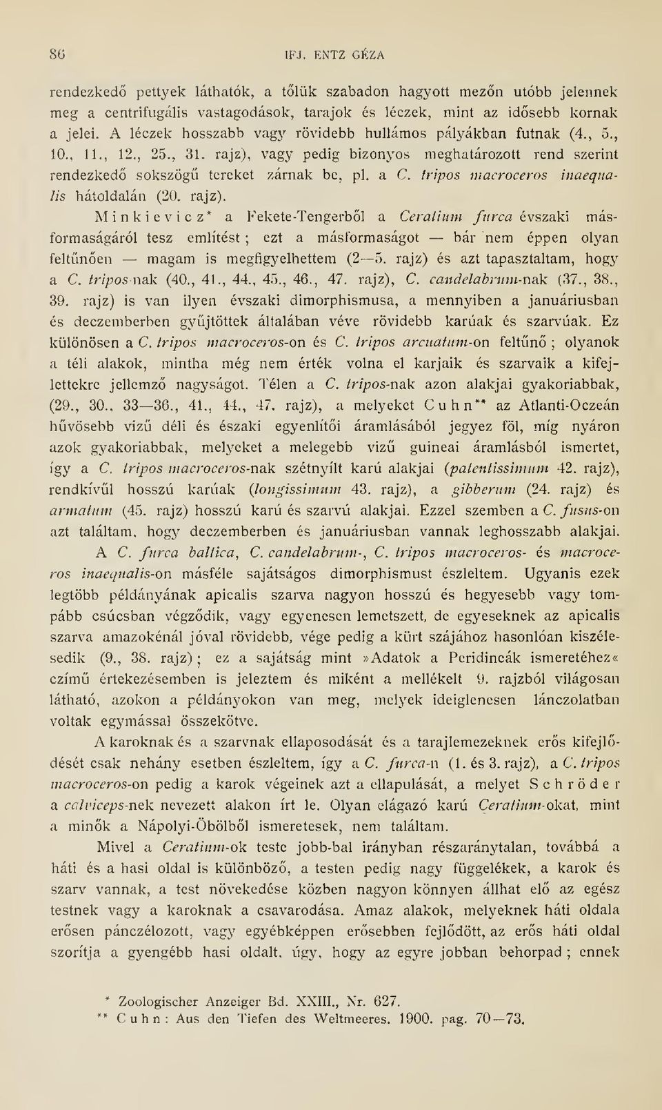 tripos macroceros inaequa- Iis hátoldalán (20. rajz).
