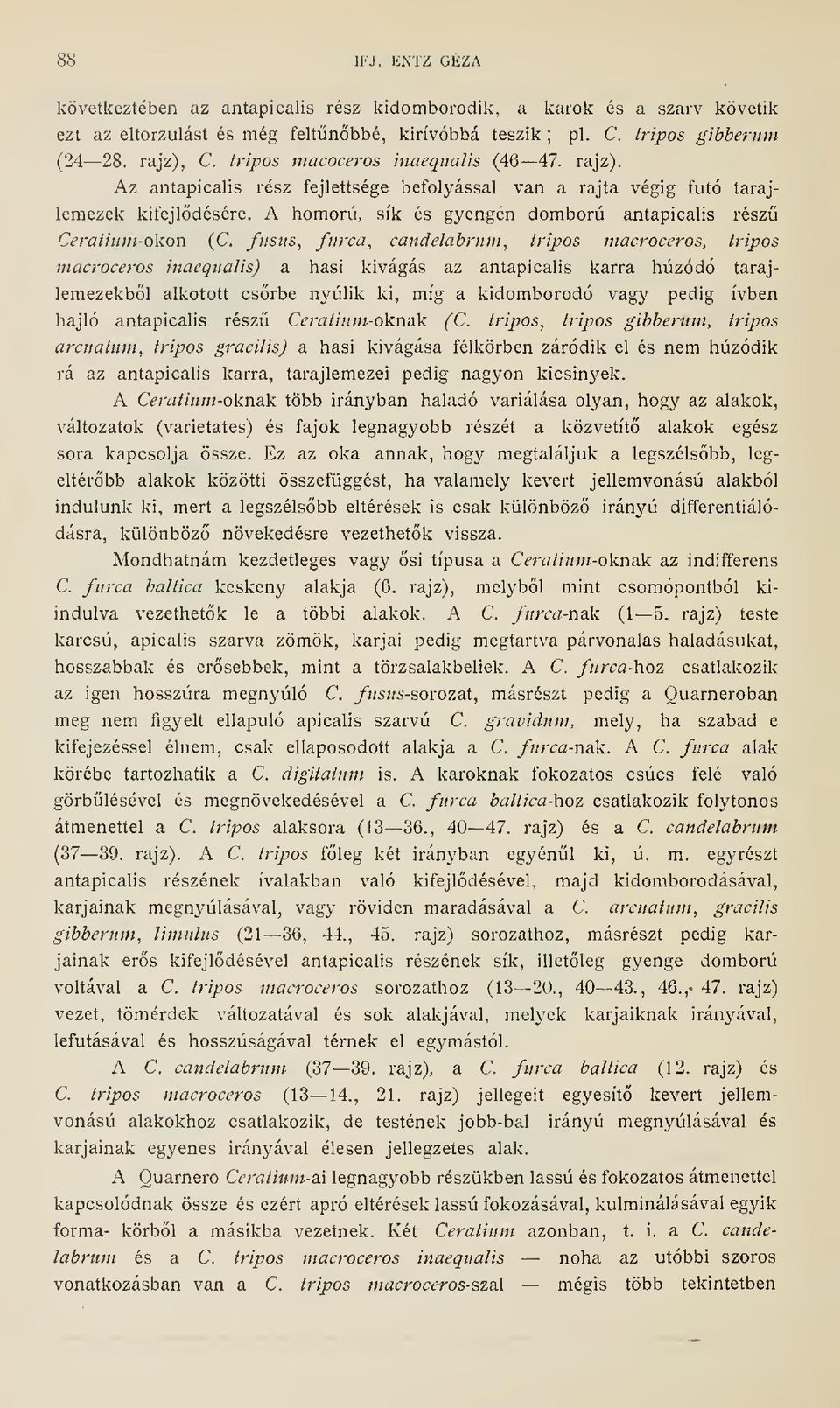 A homorú, sík és gyengén domború antapicalis rész Ceralium-okon (C.