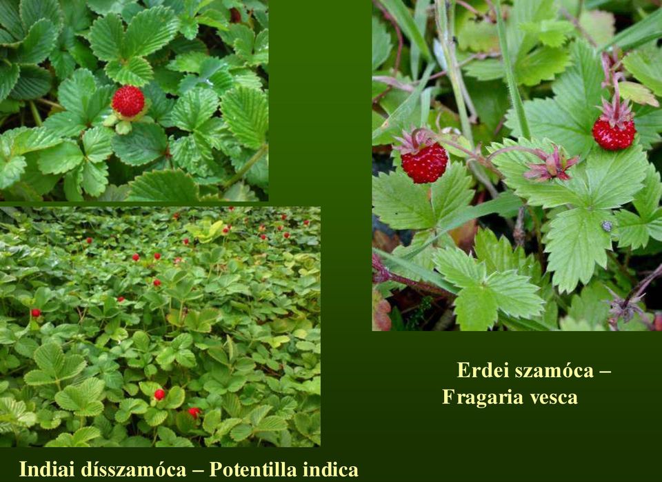 Potentilla